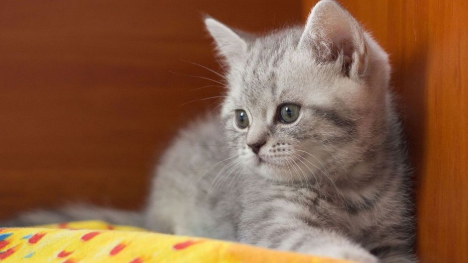 Котята британцы