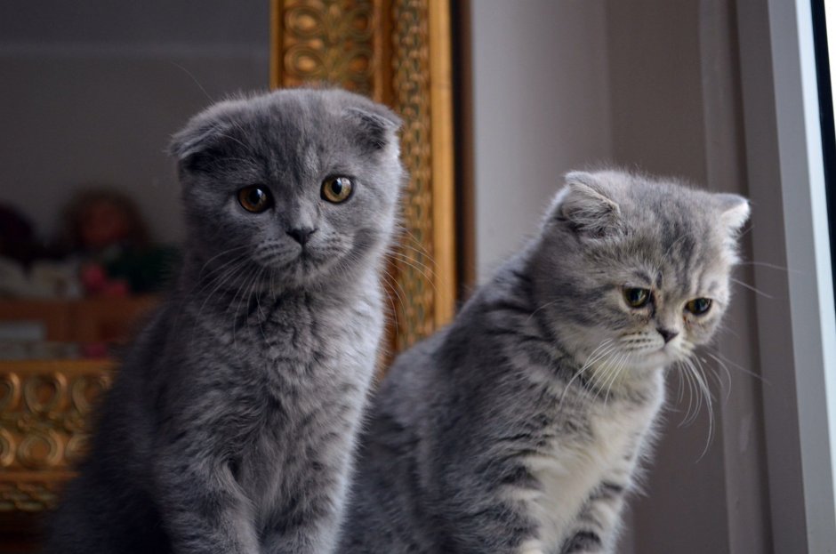 Шотландская вислоухая кошка котенок