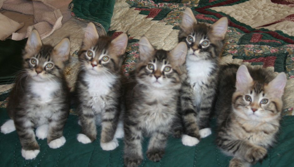 Мейн кун короткошерстный