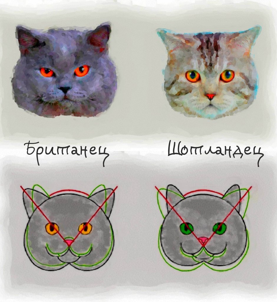 Британец с шотландцем скоттиш страйт