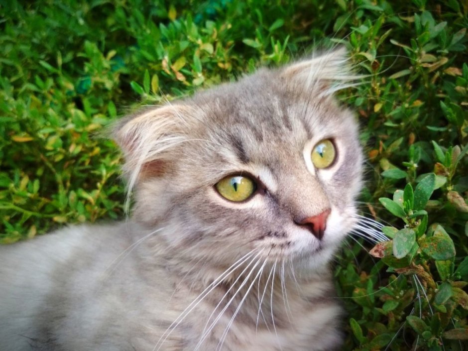 Шотландский кот метис