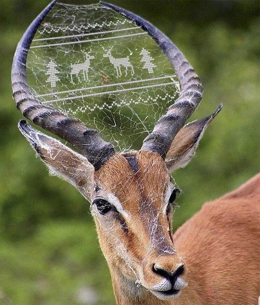 Олень измена