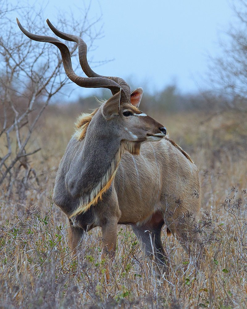 Рогатое дикое животное