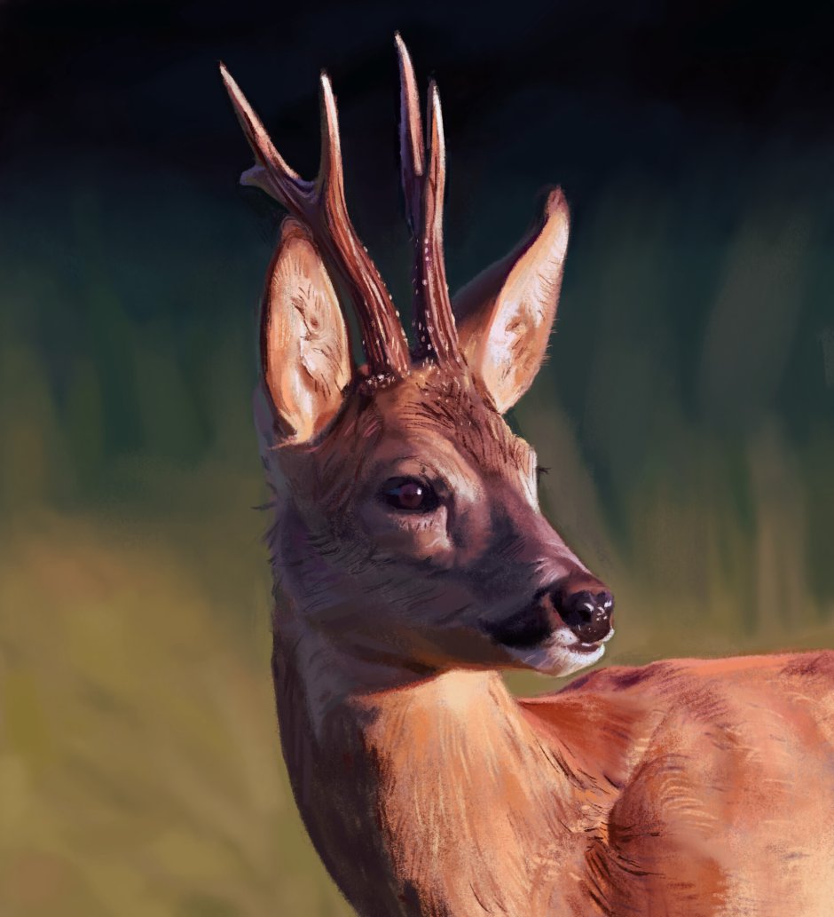 Косуля Рогач