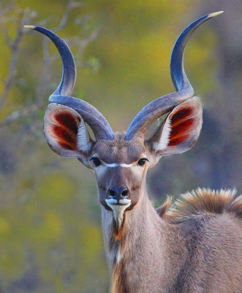 Винторогая антилопа