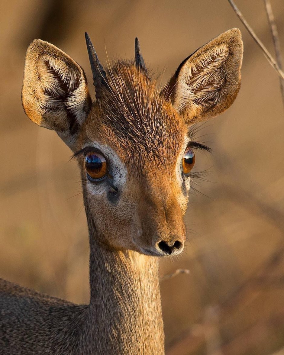 Осел с рогами