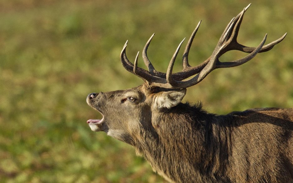 Рогатый олень