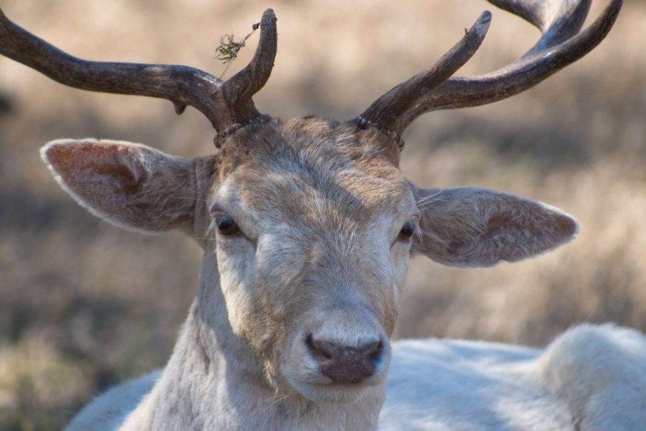 Морда оленя с рогами