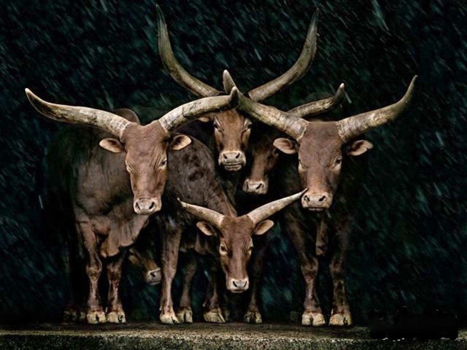 Ватусси дикий бык