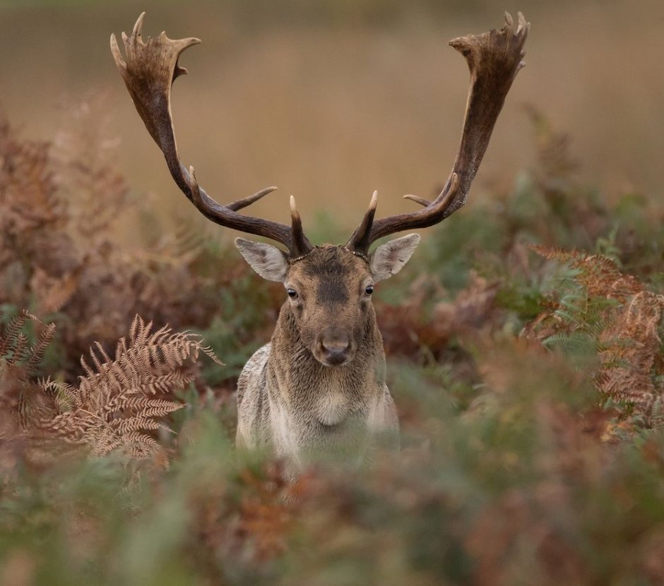 Восточный кролик имеет рога