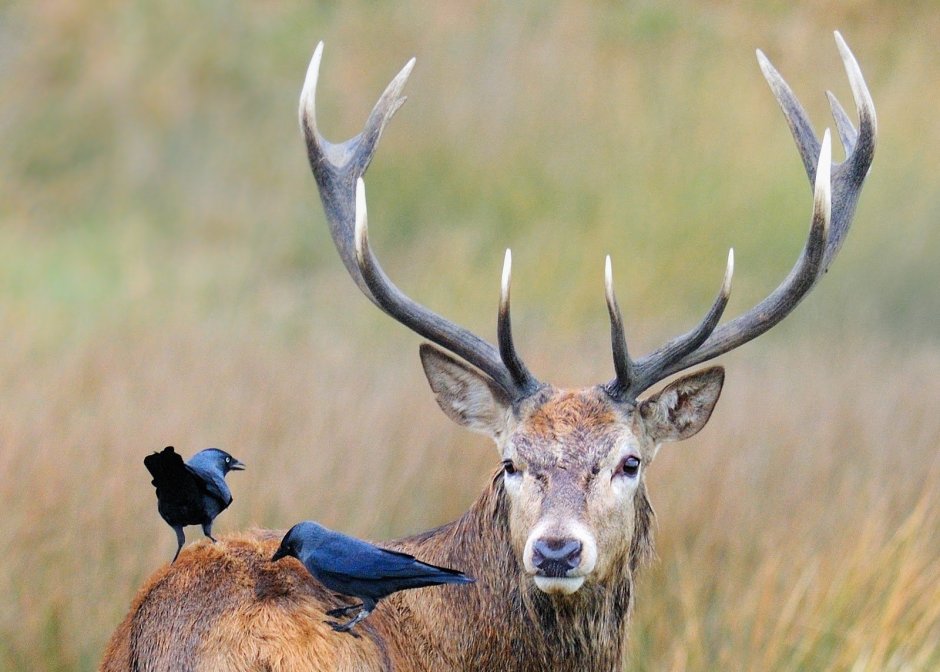 Оленьи рога