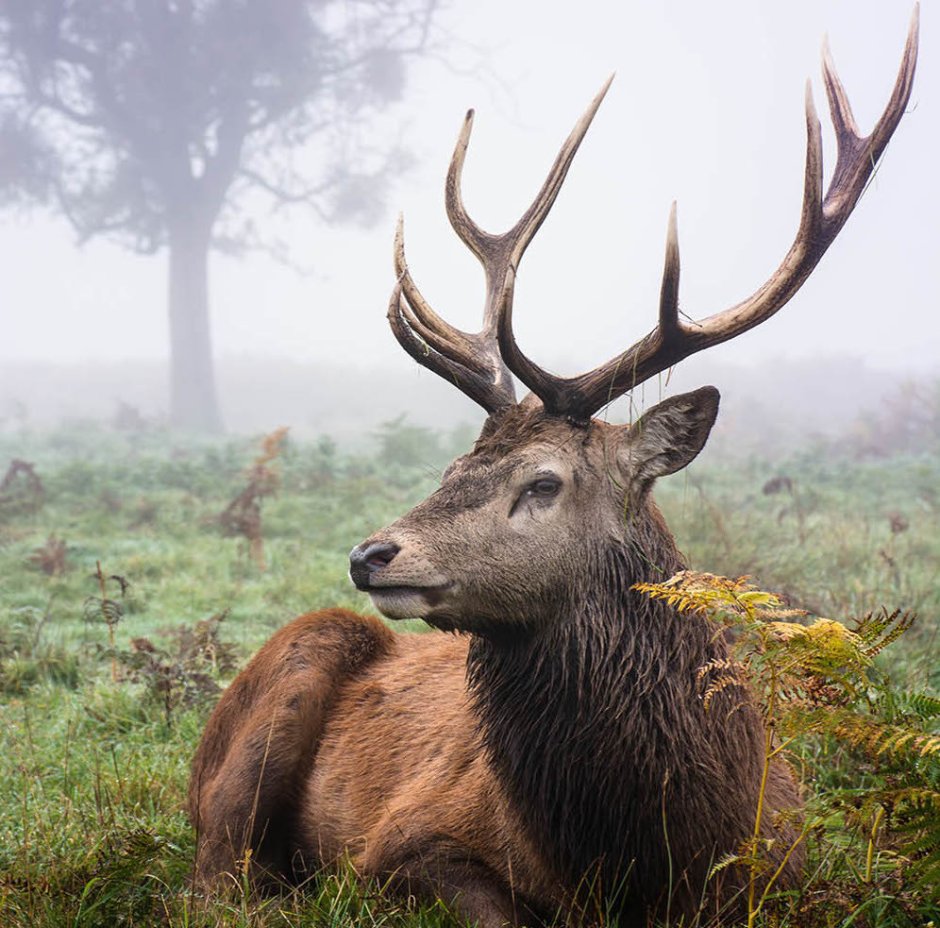 Олень с ветвистыми рогами