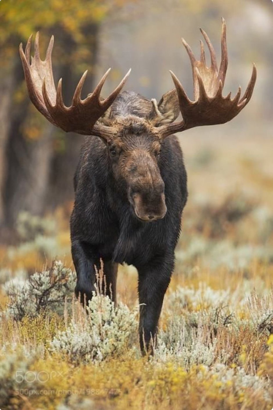 Лось лосиха лосенок