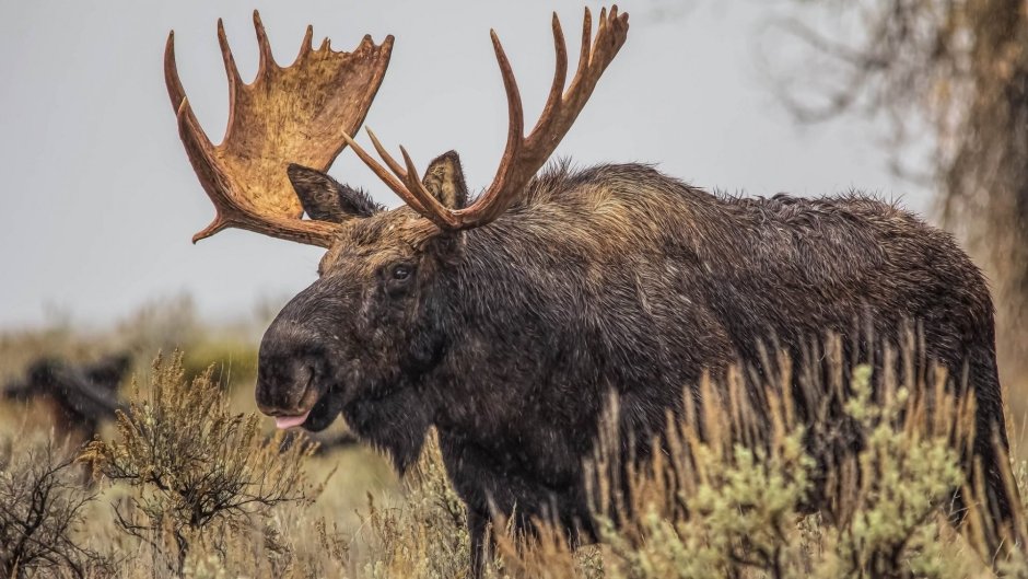 Амурский Лось