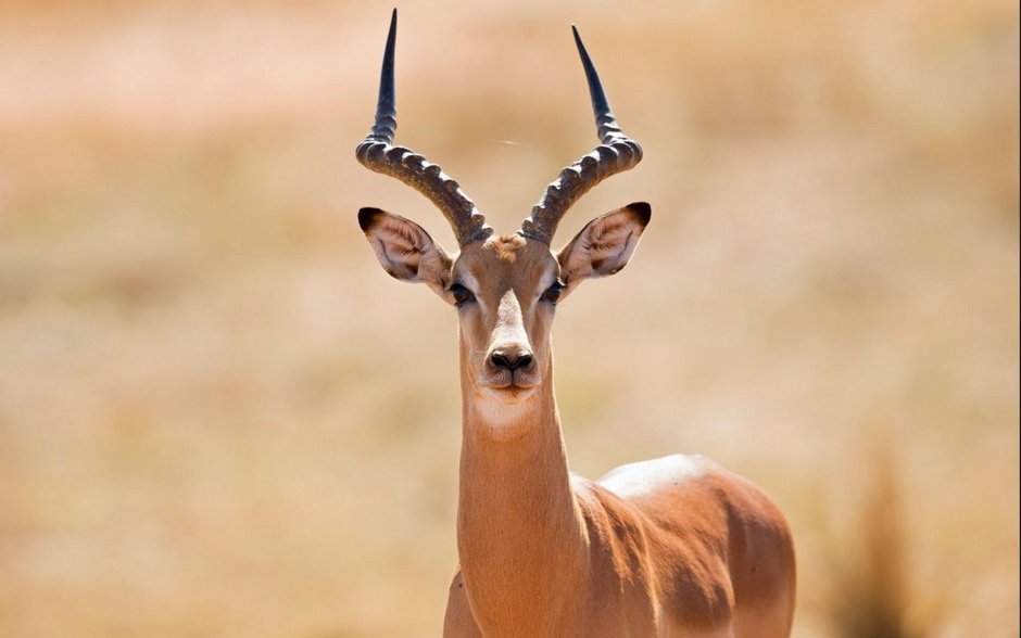 Остророгая антилопа