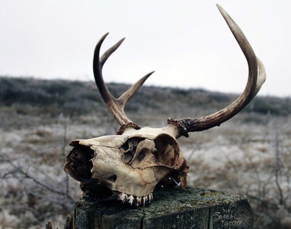 Красивые черепа животных