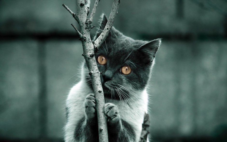 Кот ждет
