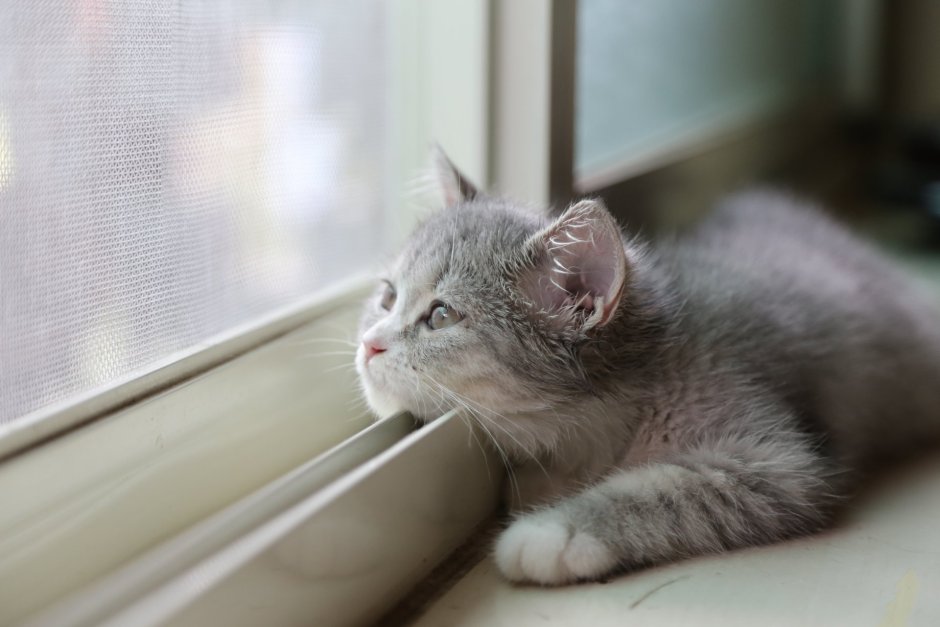 Кот ждет