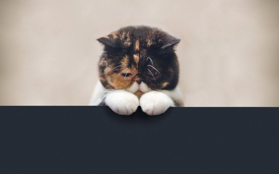 Обиженный котенок
