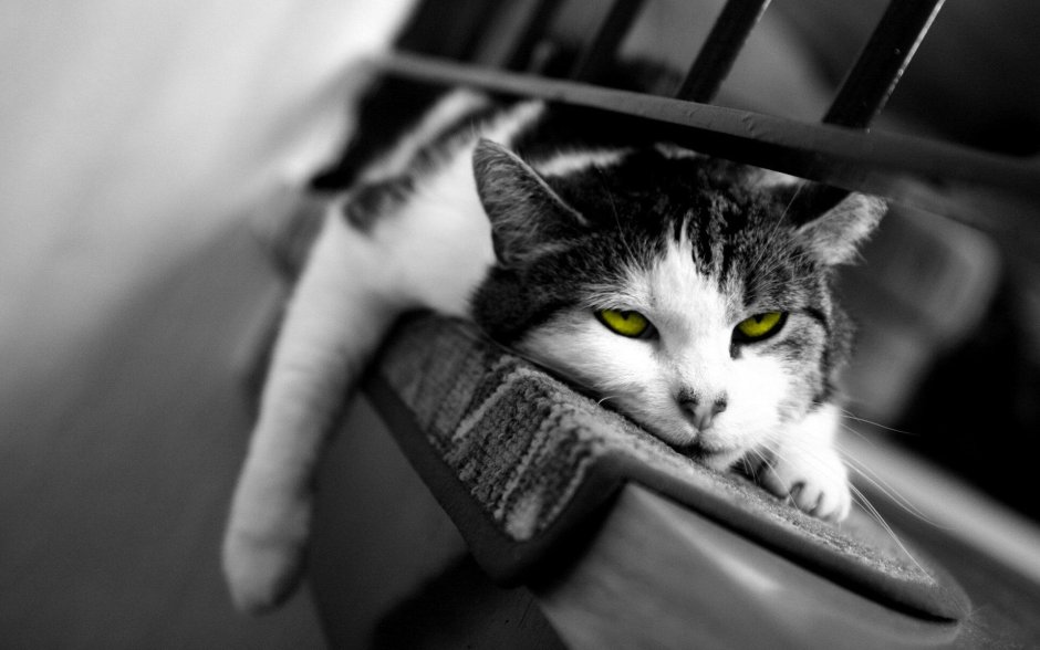 Усталый котик