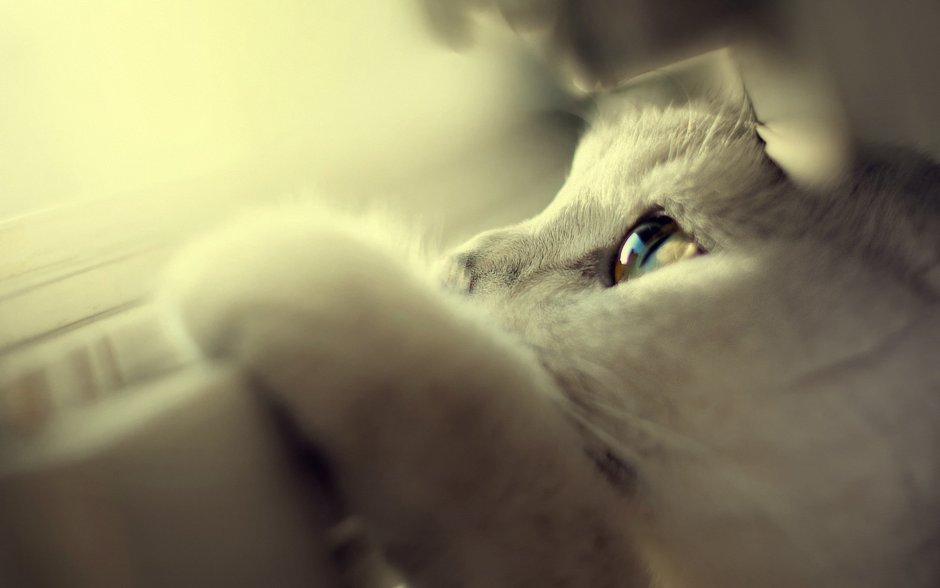 Котик плачет и грустит