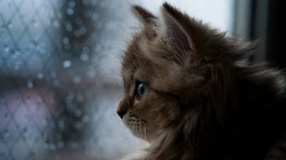 Котенок грустит