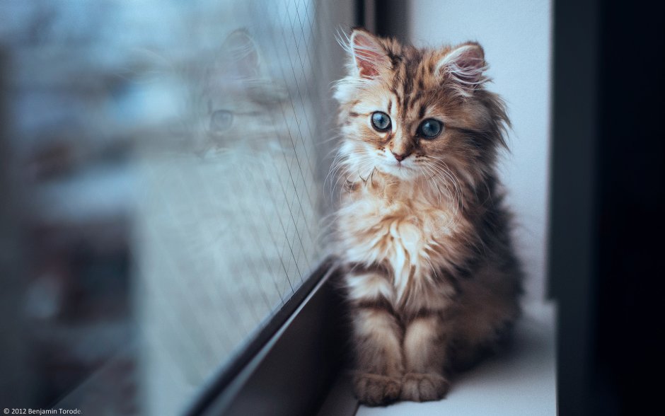 Самый милый котенок в мире