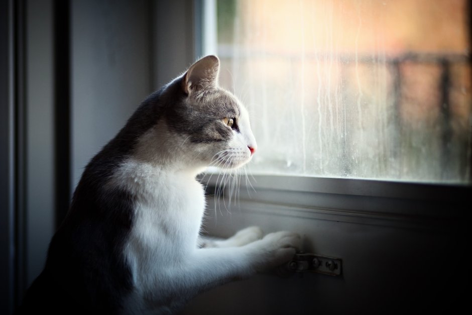 Кот на окне