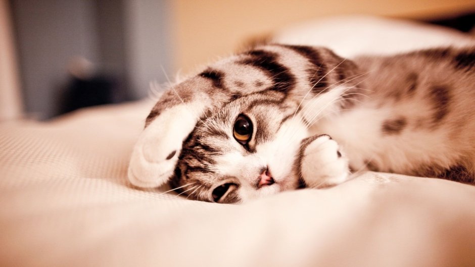 Котики нежатся