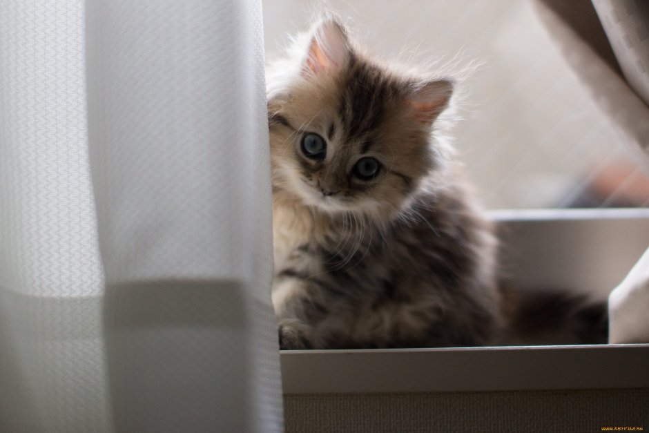 Скучающий котенок