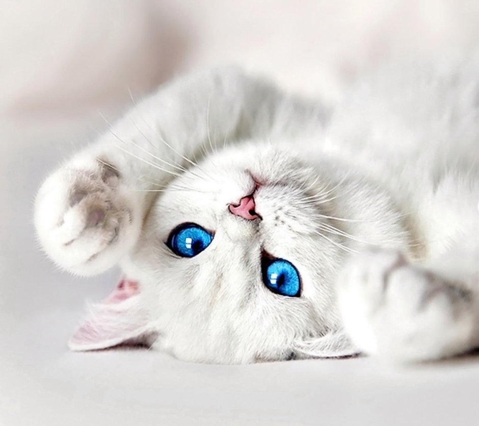 Котик 1200 на 900
