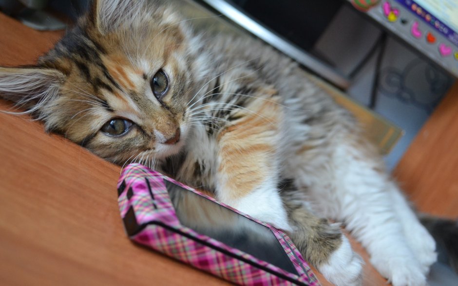 Котенок с телефоном