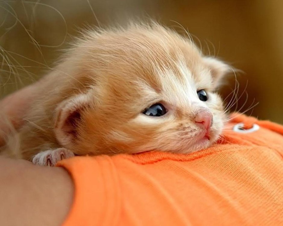 Одинокий котенок