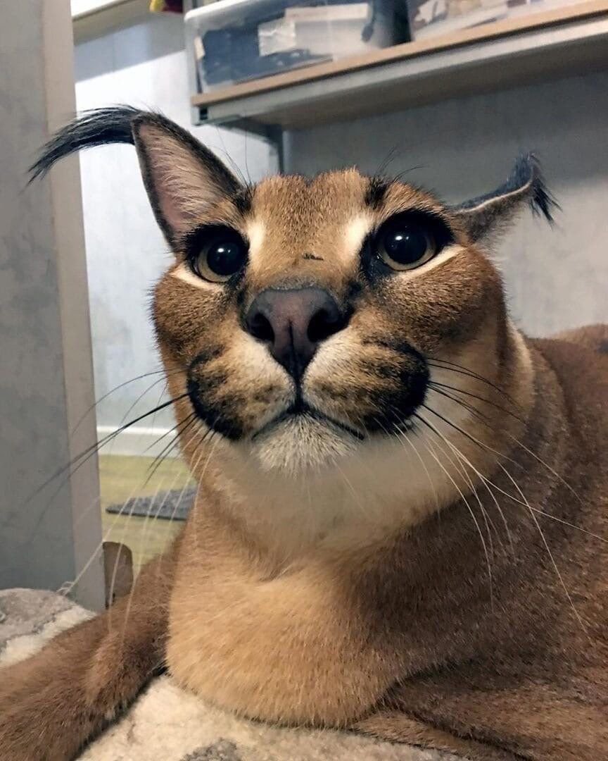 Каракан кошка