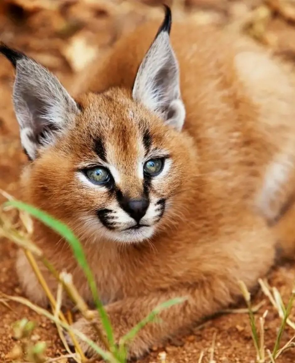 Каракал кошка