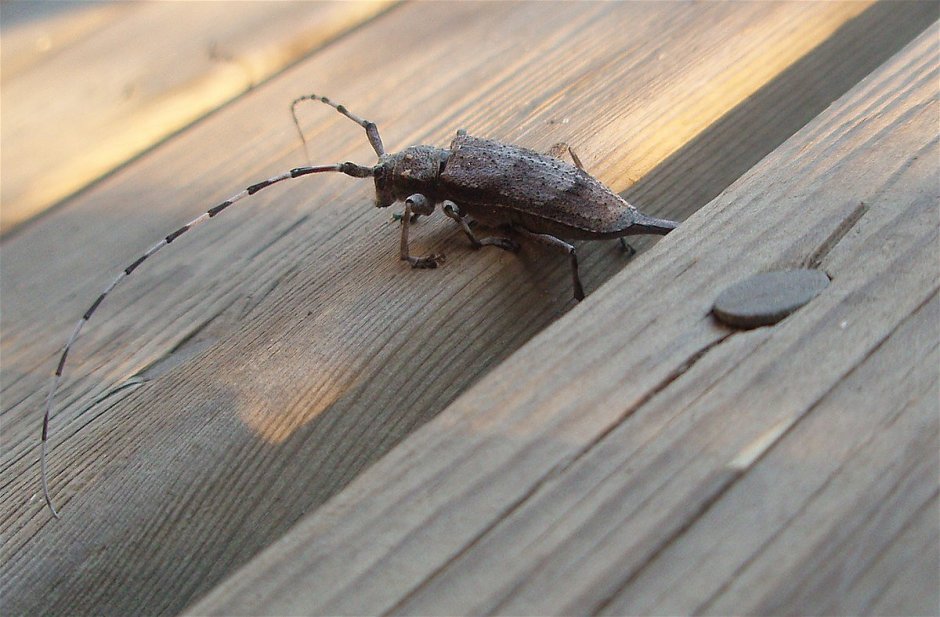 Acanthocinus aedilis
