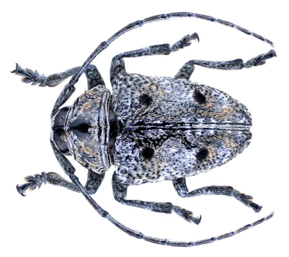Quadripunctatus рабочий