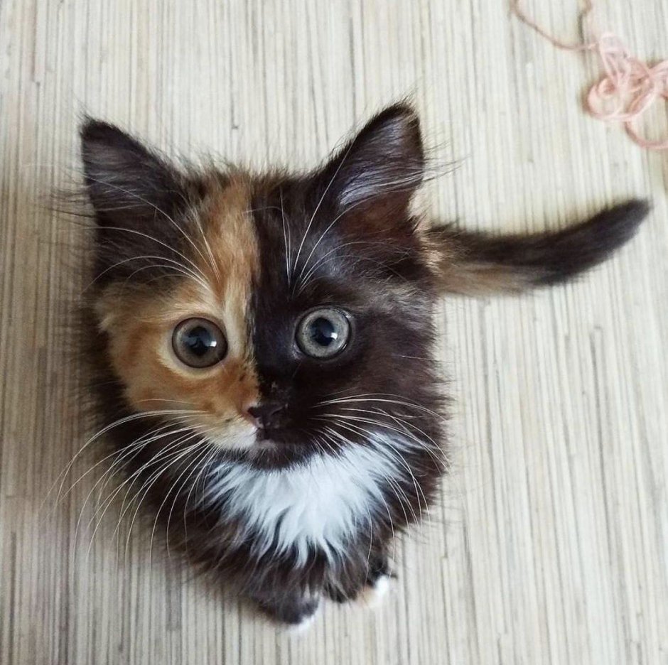 Трёхцветная кошка