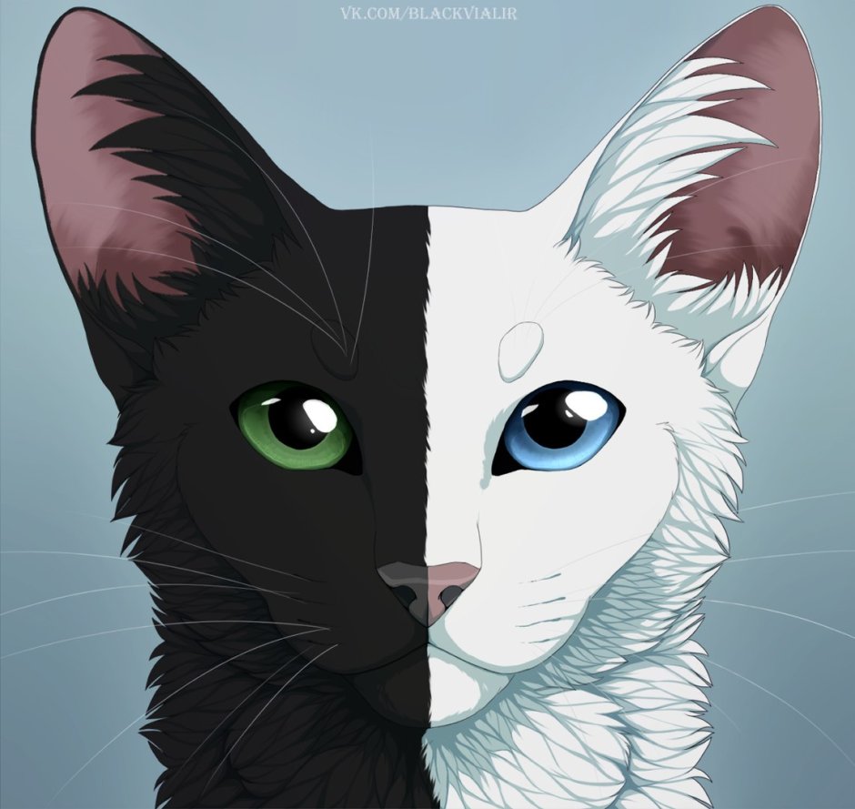 Коты Воители с гетерохромией