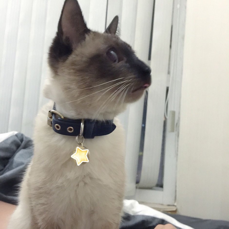 Американский герл кот
