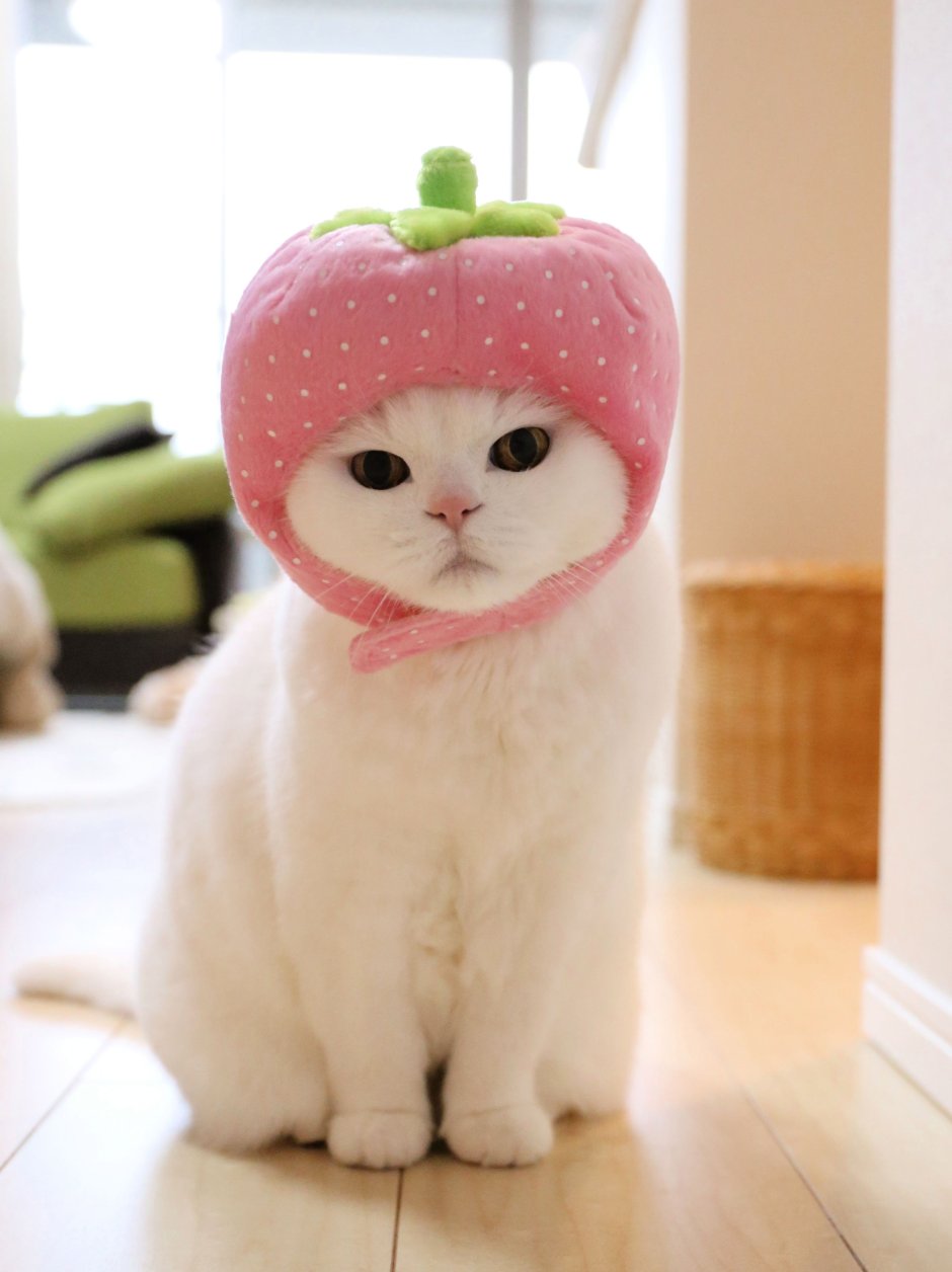 Эстетика кошек и собак