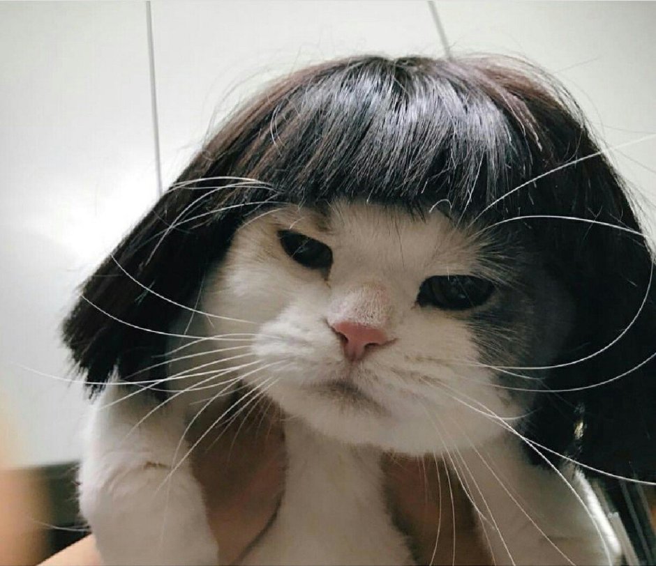 Котята Эстетика