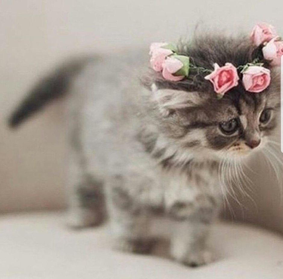Котенок с бантиком на голове