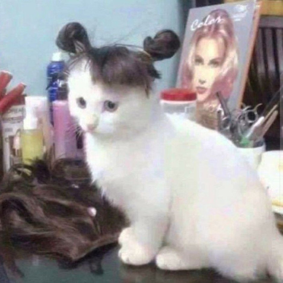 Причёски для котят