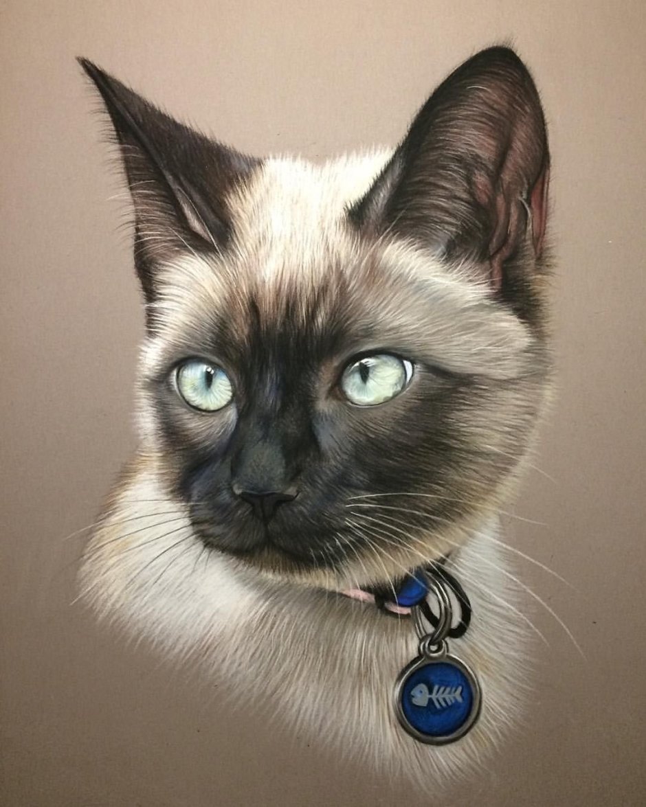 Сиамская кошка арты