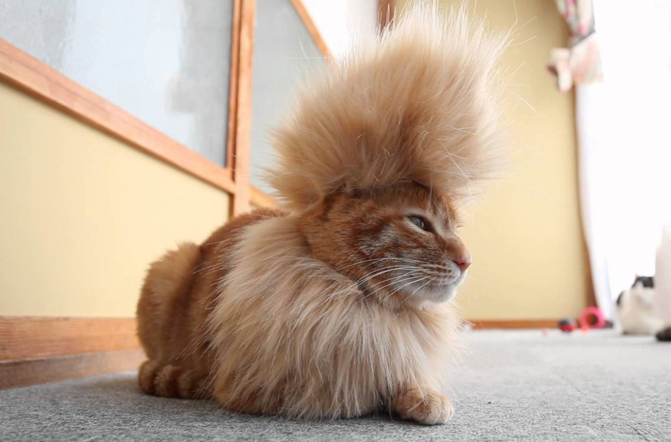 Стрижка длинношерстных кошек