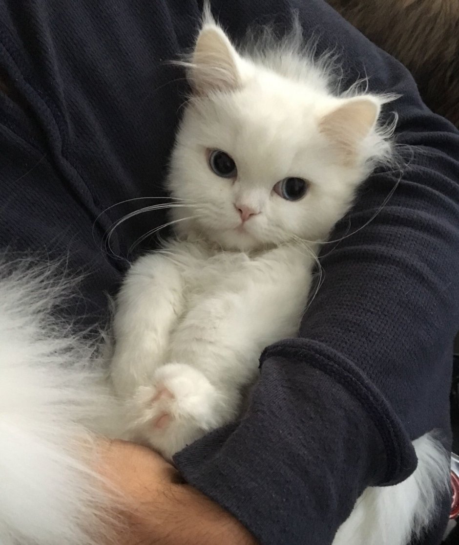Котята Эстетика