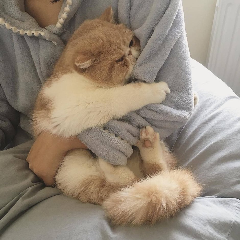 Котята Эстетика