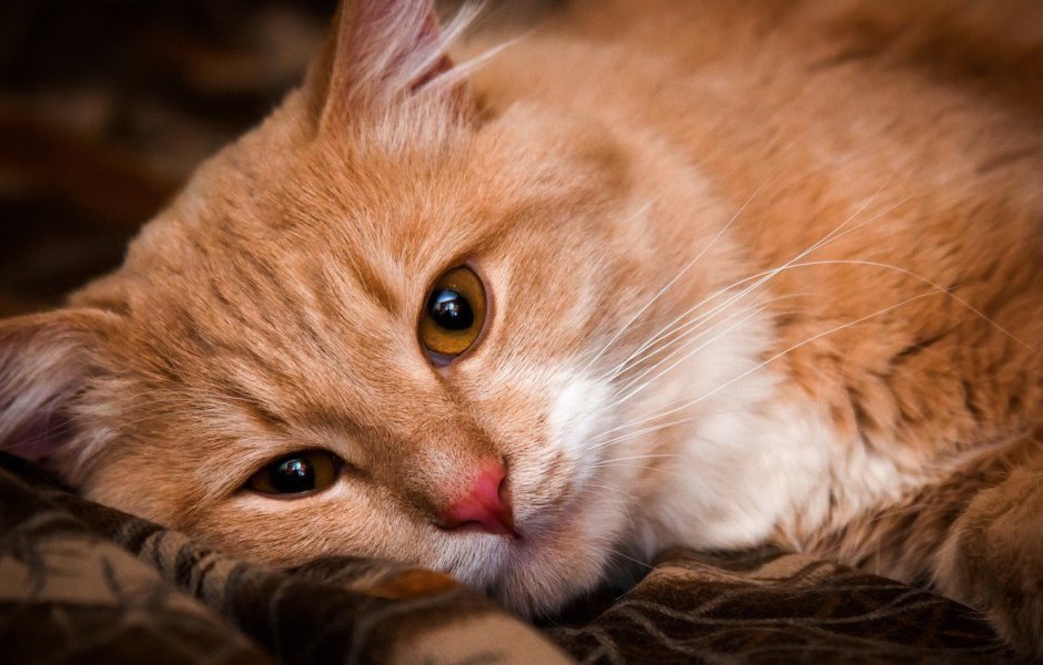 Милые рыжие коты
