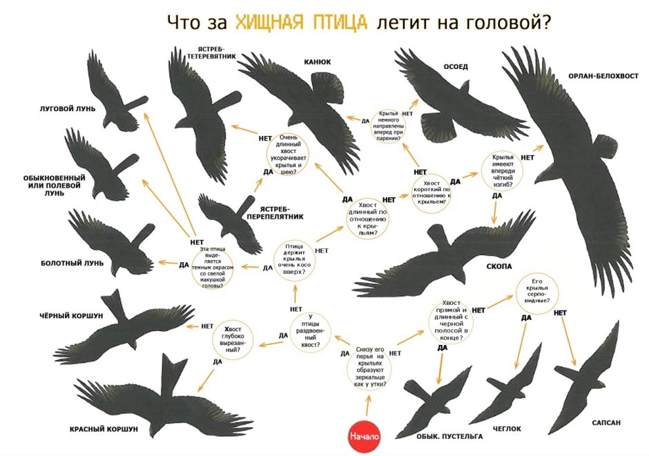 Силуэты хищных птиц Подмосковья